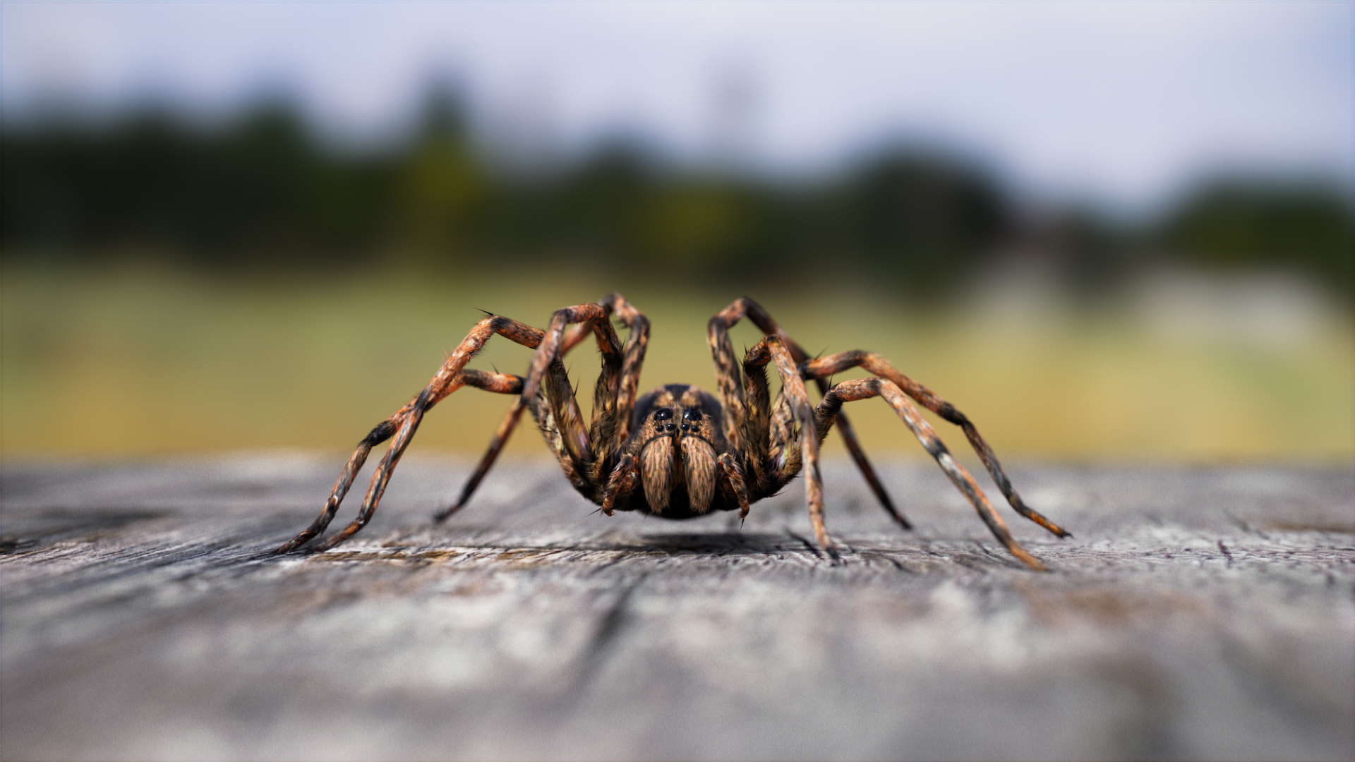 Artikelserie: 3D-Modell einer Spinne