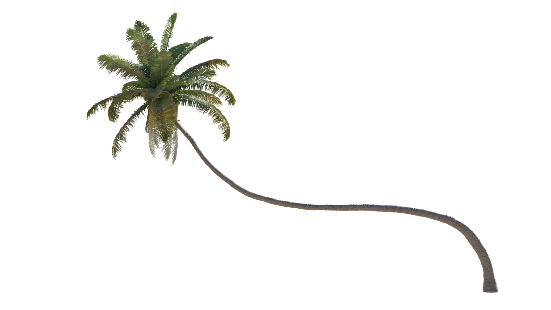 Blender: 3D-Modell Kokospalme