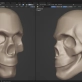 Anatomie für Künstler: Grundlagen lernen am Schädelknochen
